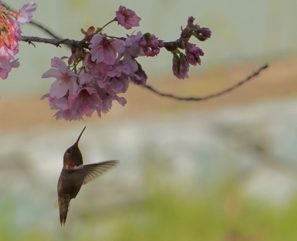 Allen's Hummingbird - ML145112401