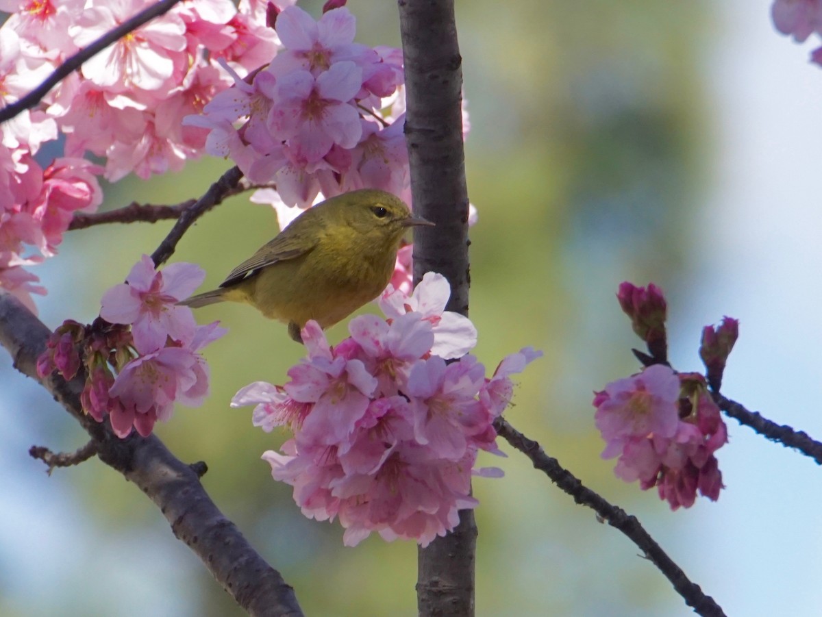 Orange-crowned Warbler - ML145112661