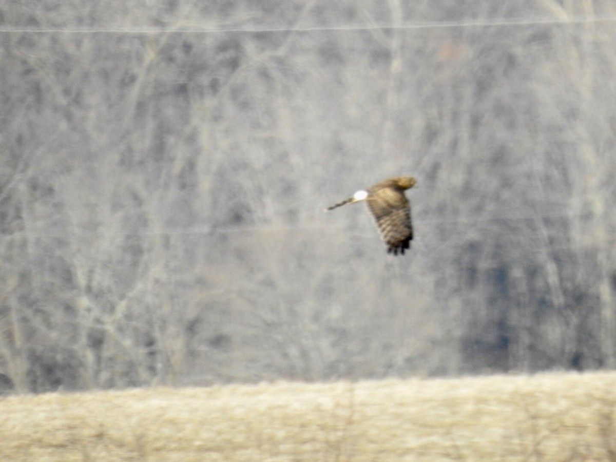 Northern Harrier - Bruce Hoover