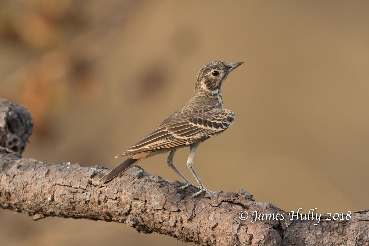 Rufous-rumped Lark - James Hully
