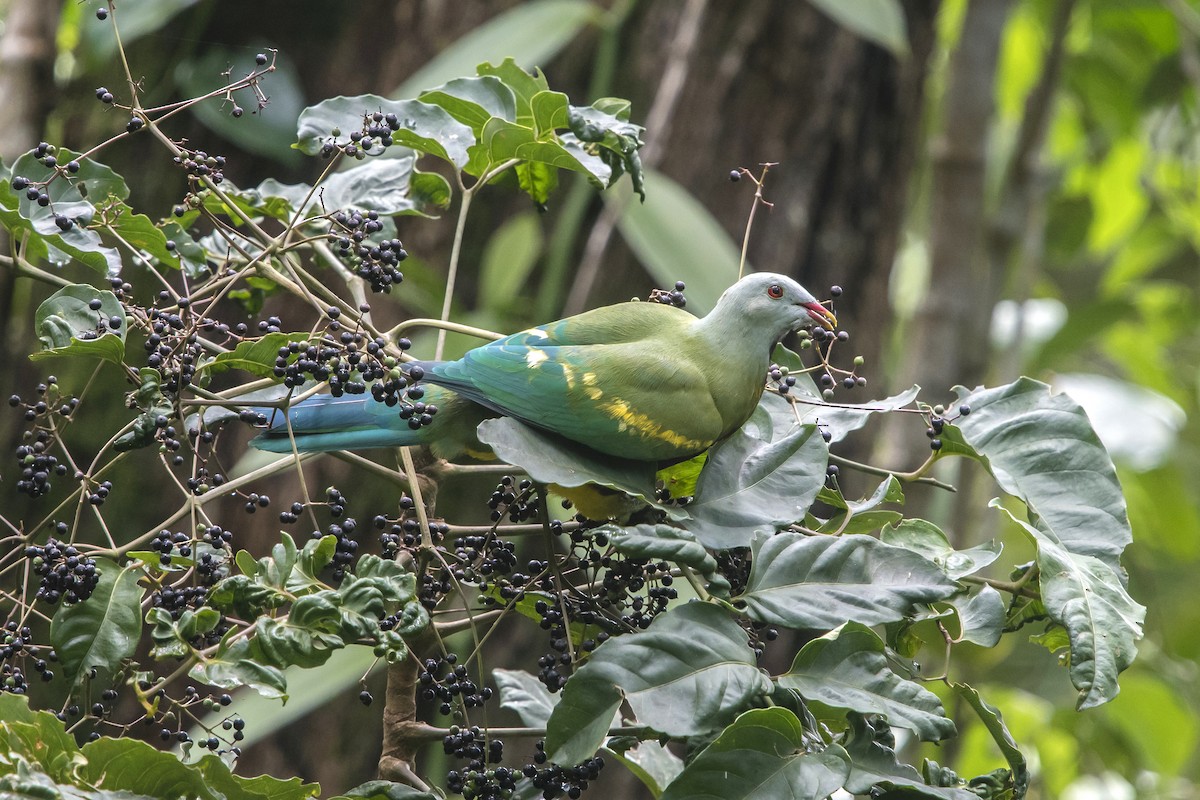 Wompoo Fruit-Dove - ML145114291