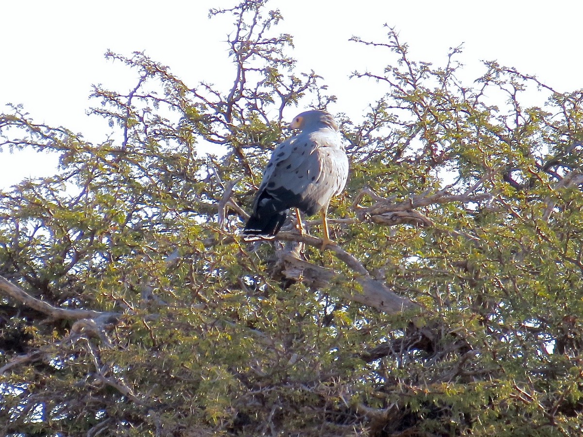 African Harrier-Hawk - ML145115081