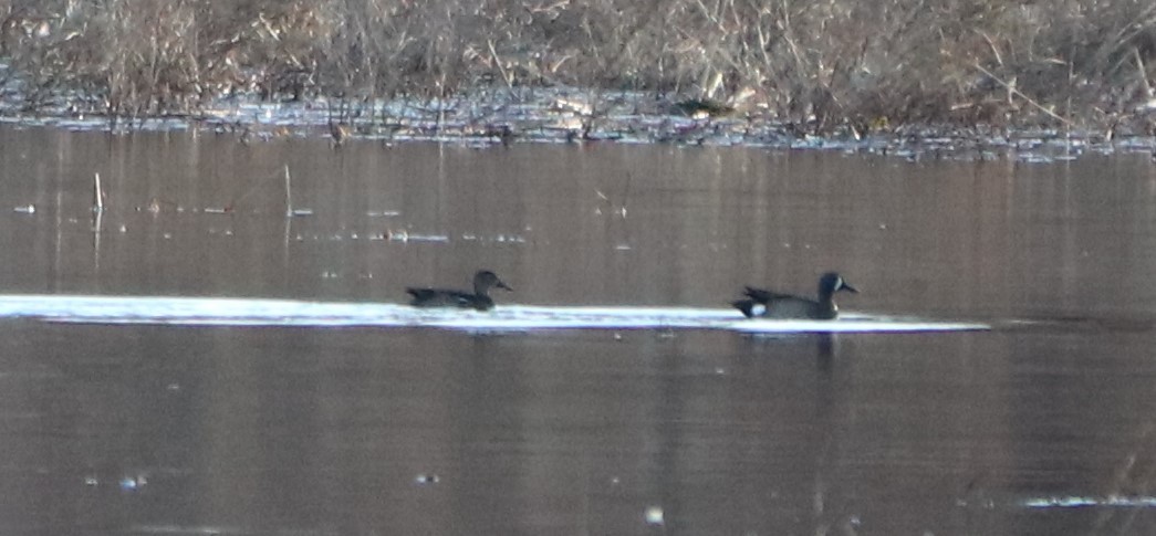 Blue-winged Teal - ML145116241