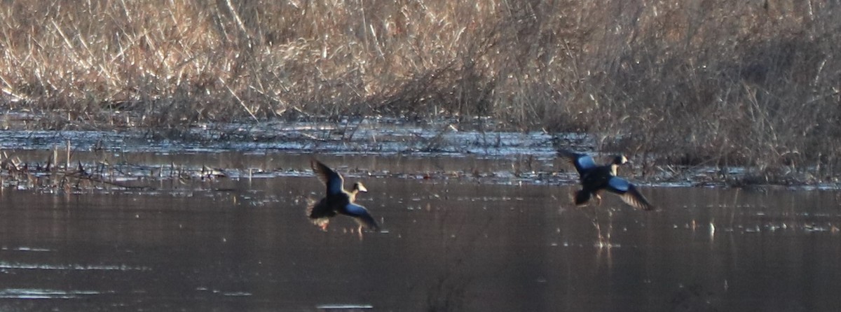 Blue-winged Teal - ML145116321