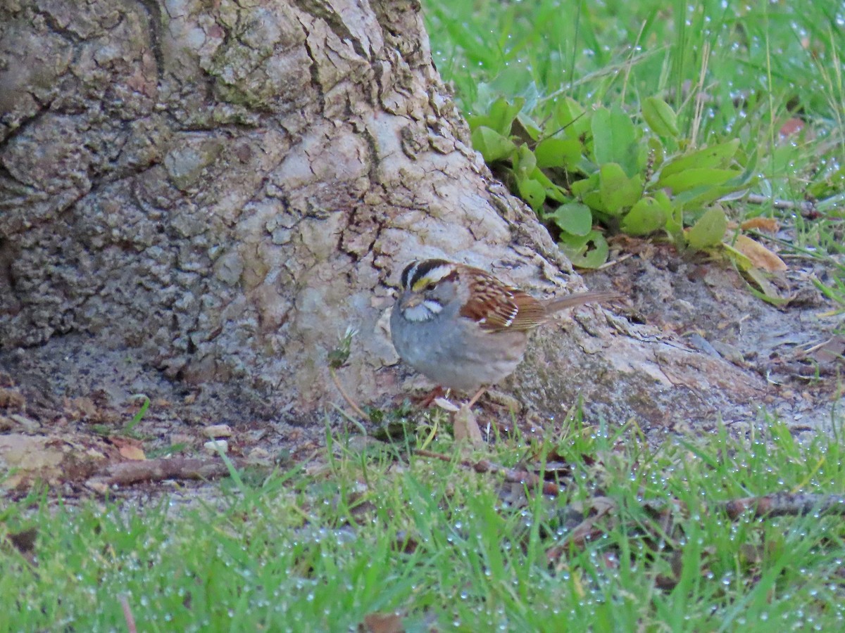 White-throated Sparrow - ML145120831