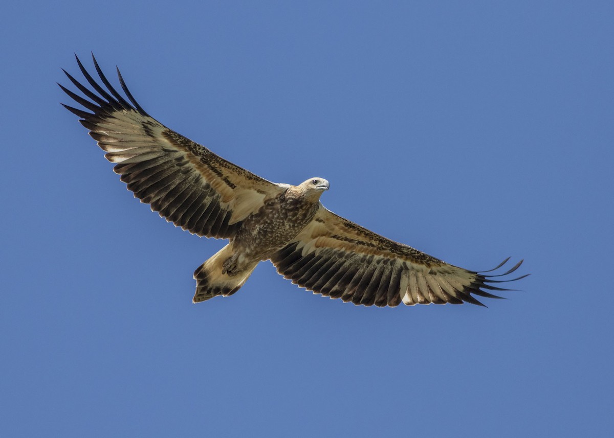 White-bellied Sea-Eagle - ML145123501