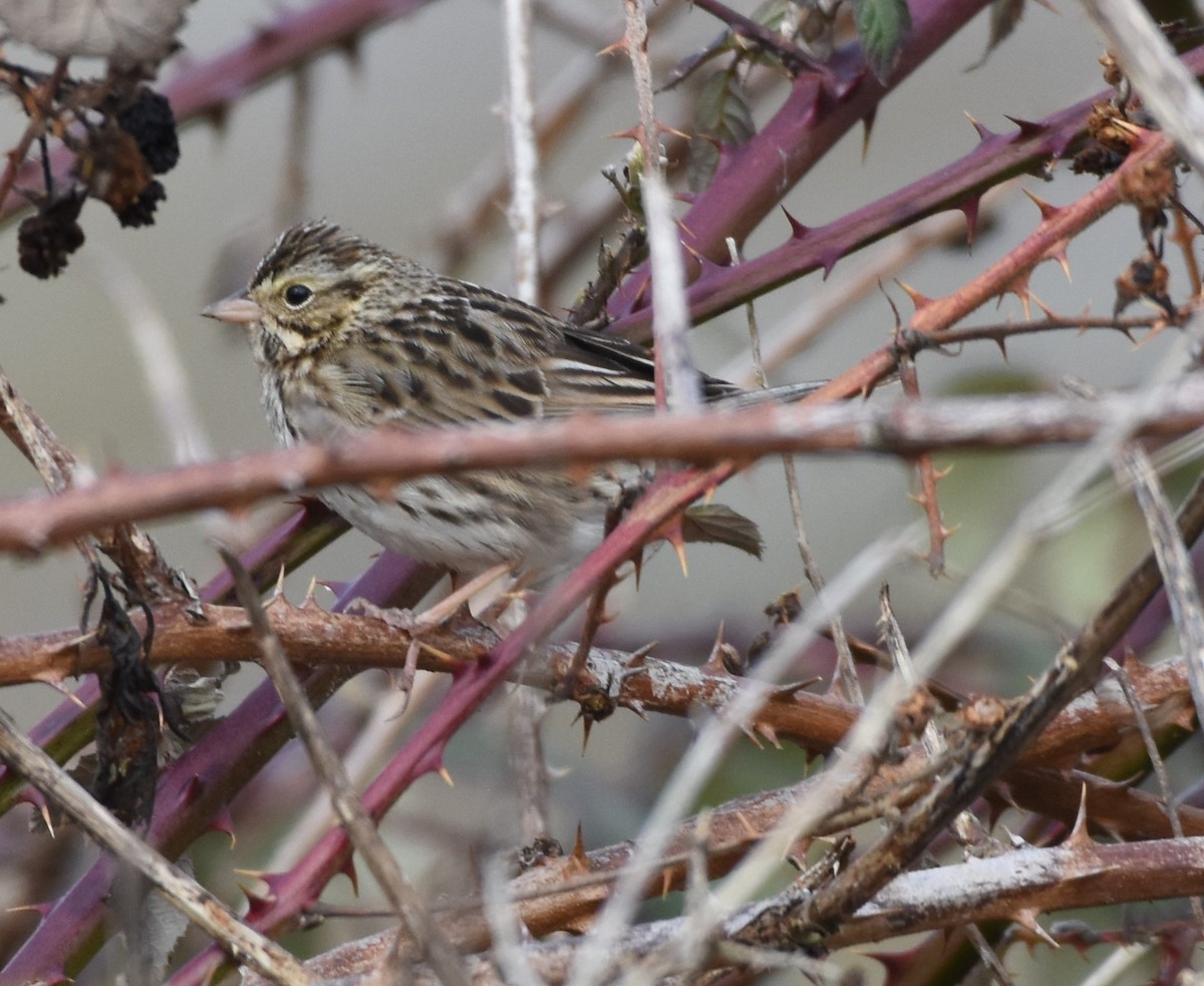 Savannah Sparrow - ML145125141