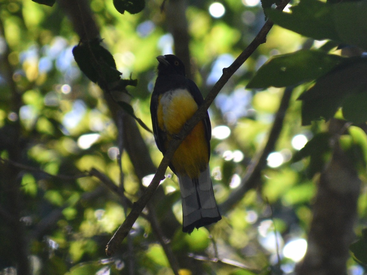 trogon žlutobřichý - ML145125371