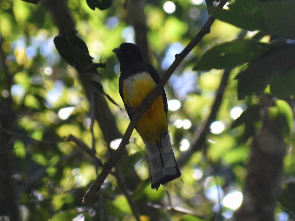 trogon žlutobřichý - ML145125721