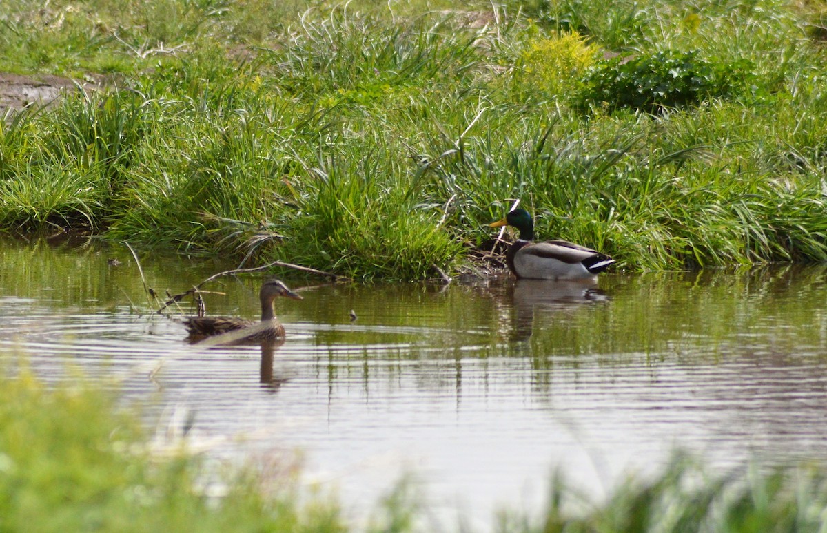 Mallard - Michelle Brock