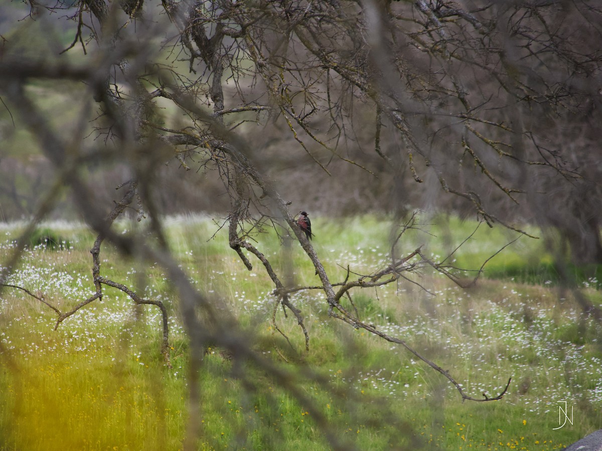 Lewis's Woodpecker - ML145128201