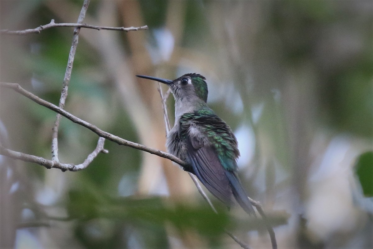 Wedge-tailed Sabrewing - Steve Hampton