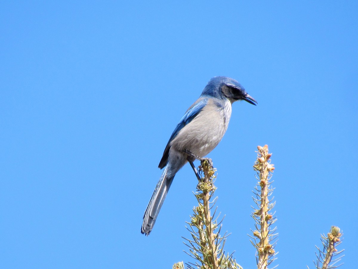 Woodhouse's Scrub-Jay - ML145131881
