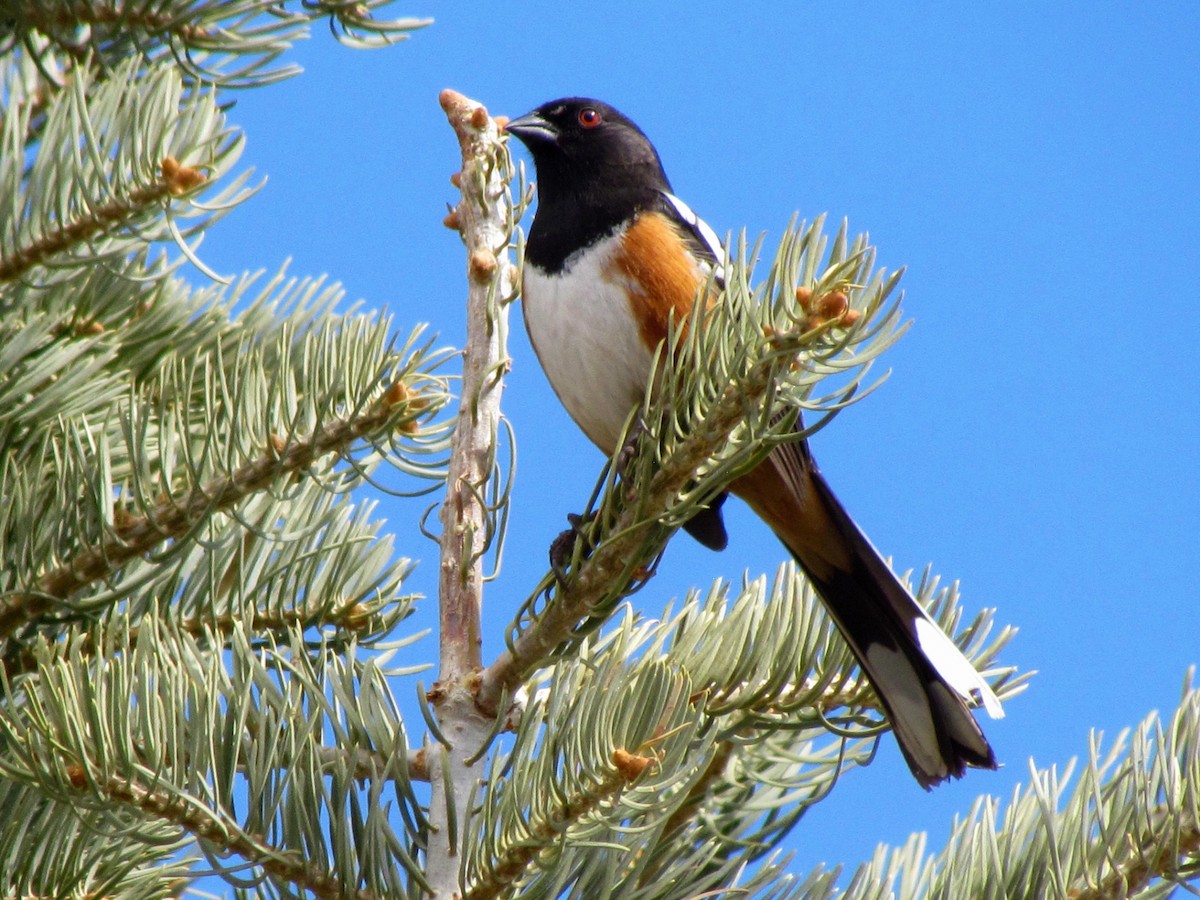 Spotted Towhee - ML145132051