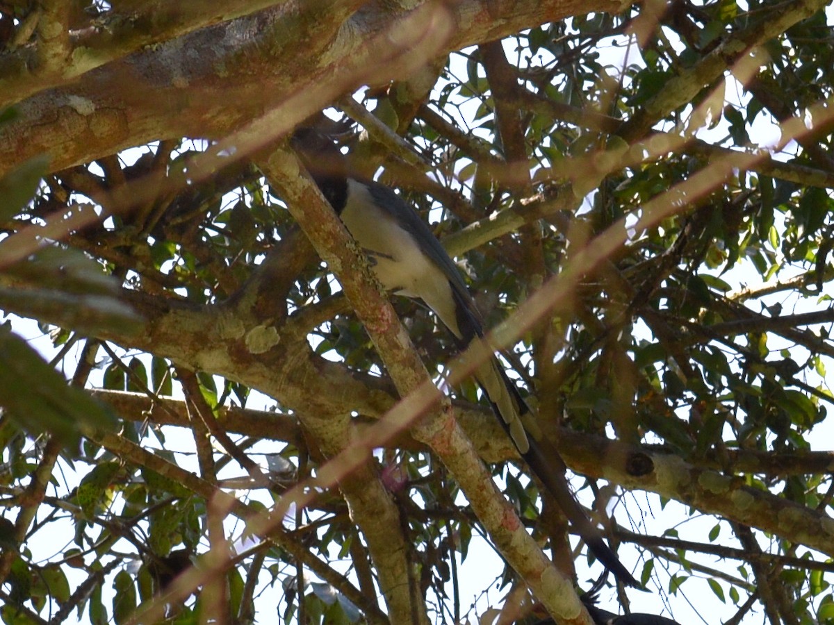 Black-throated Magpie-Jay - ML145132751