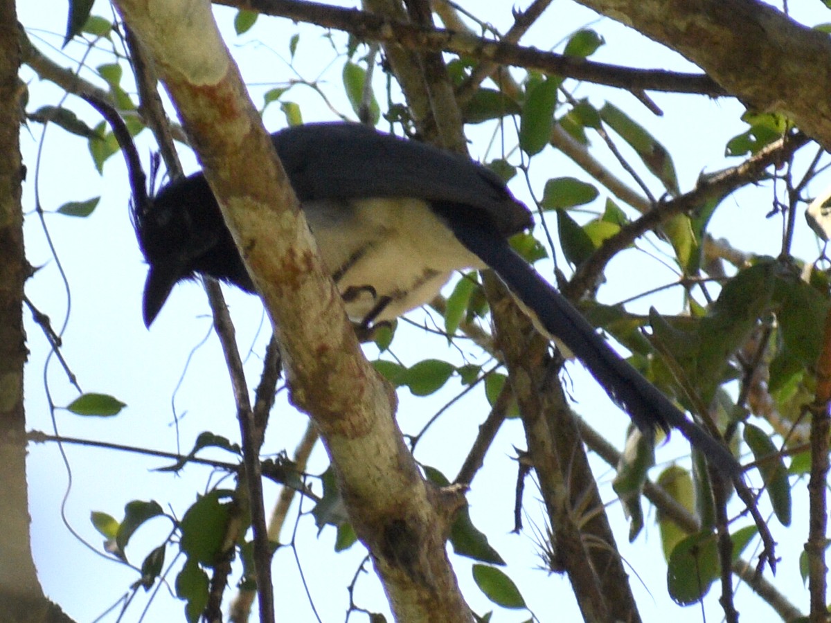 Black-throated Magpie-Jay - ML145132891