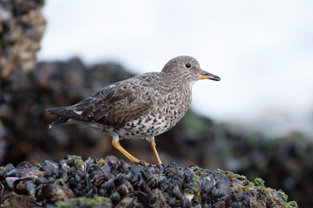 Surfbird - ML145132911