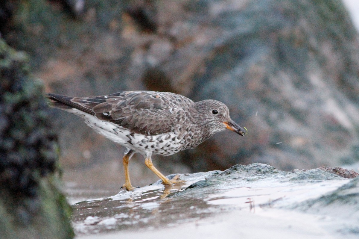 Surfbird - ML145132931