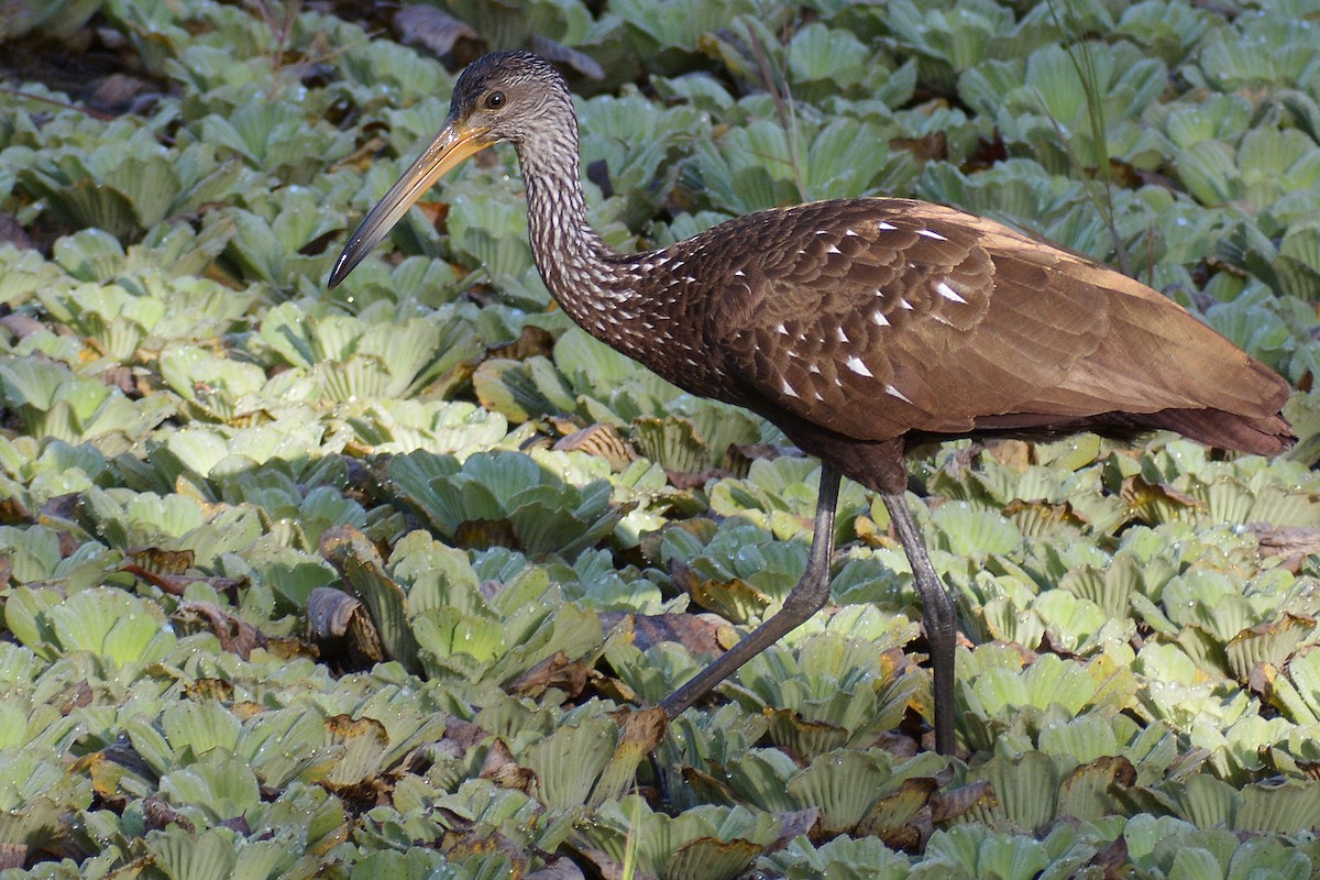 Limpkin - ML145133441