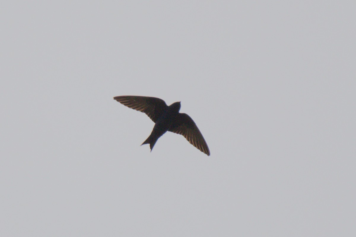 Purple Martin - ML145135131