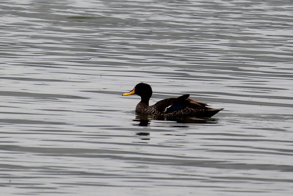 Yellow-billed Duck - Thomas Desloges