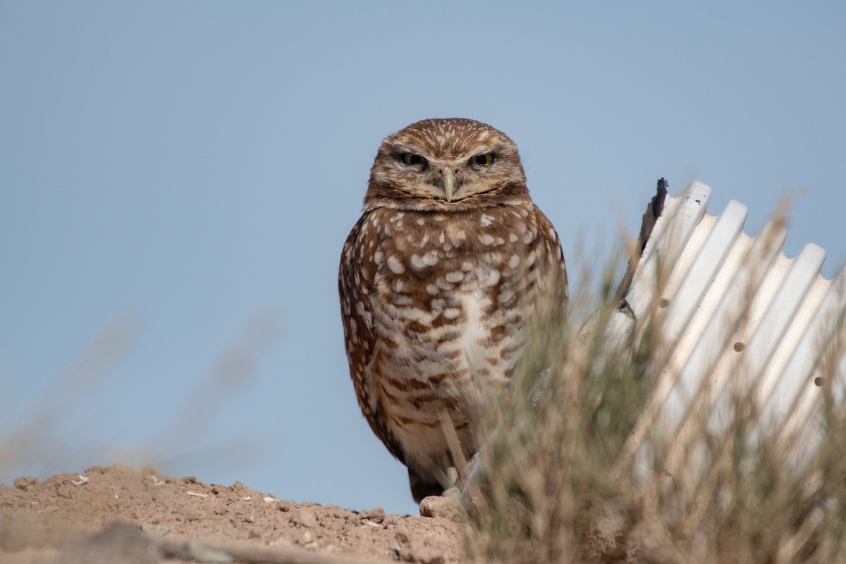 Burrowing Owl - Ana Paula Oxom