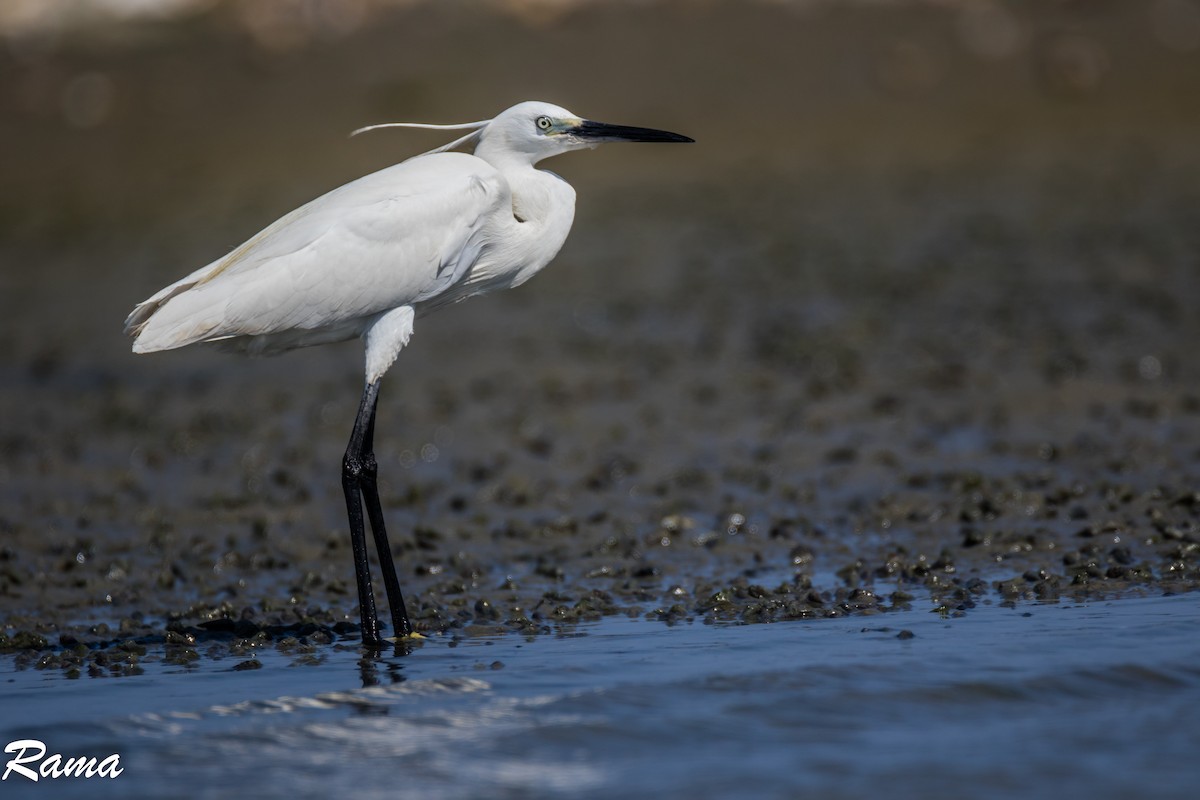 Little Egret - ML145137041