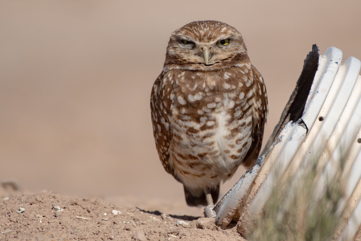 Burrowing Owl - Ana Paula Oxom