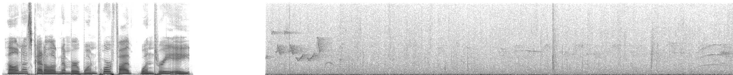 Picumne à ventre blanc (spilogaster/orinocensis) - ML145138