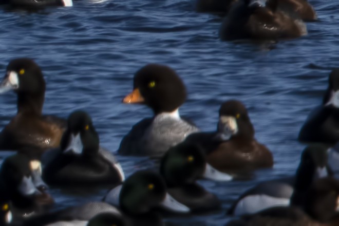 Barrow's Goldeneye - ML145138691