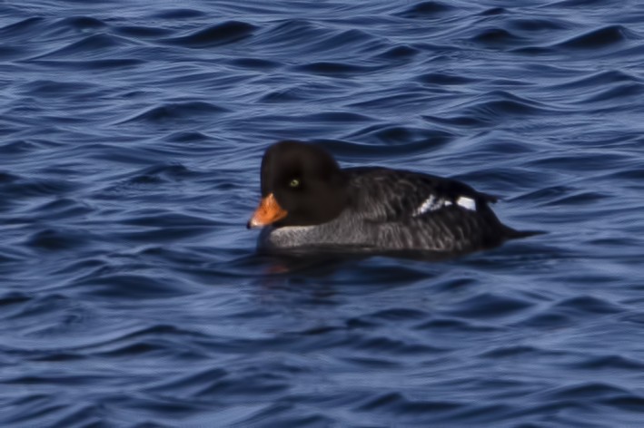 Barrow's Goldeneye - ML145138701