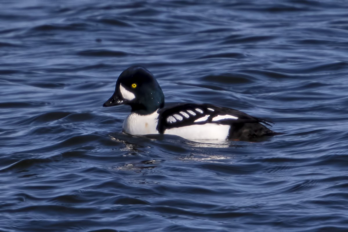 Barrow's Goldeneye - ML145138721