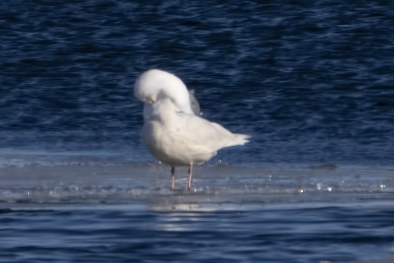 Iceland Gull - ML145138751