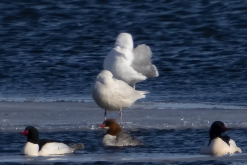 Iceland Gull - ML145138761