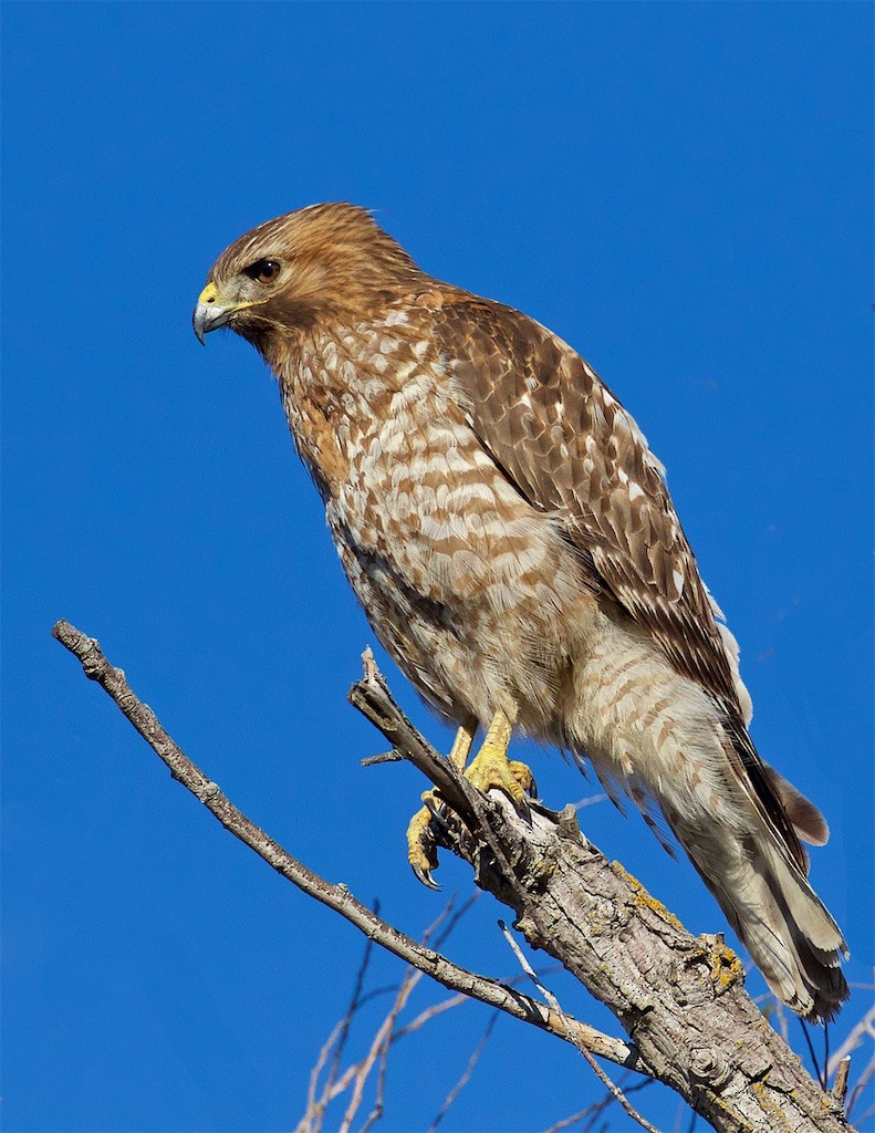 Red-shouldered Hawk (elegans) - Ed Harper