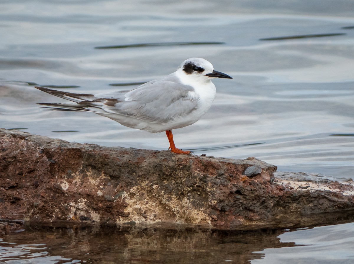 Forster's Tern - Mary McSparen