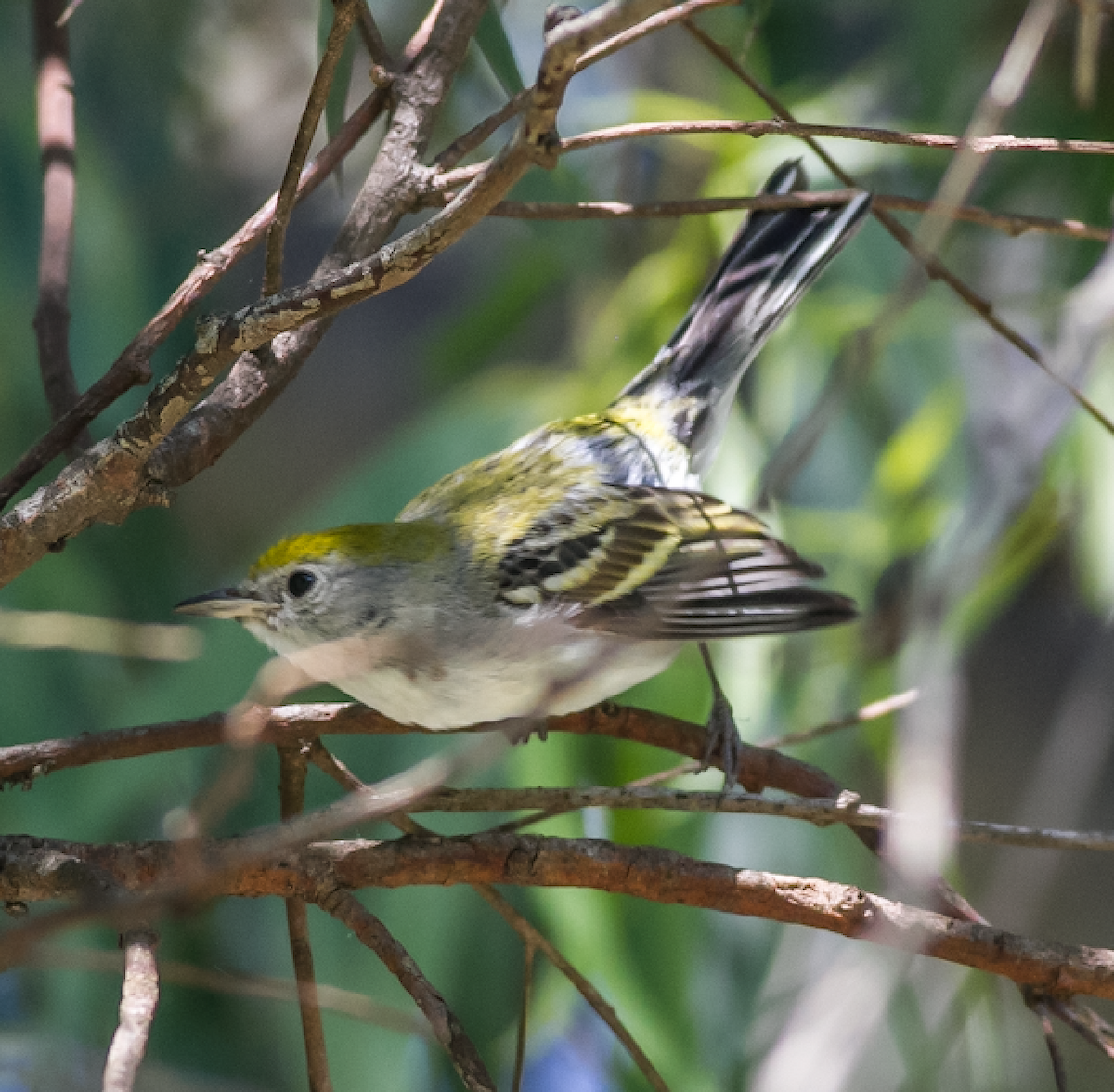 Chestnut-sided Warbler - ML145140481