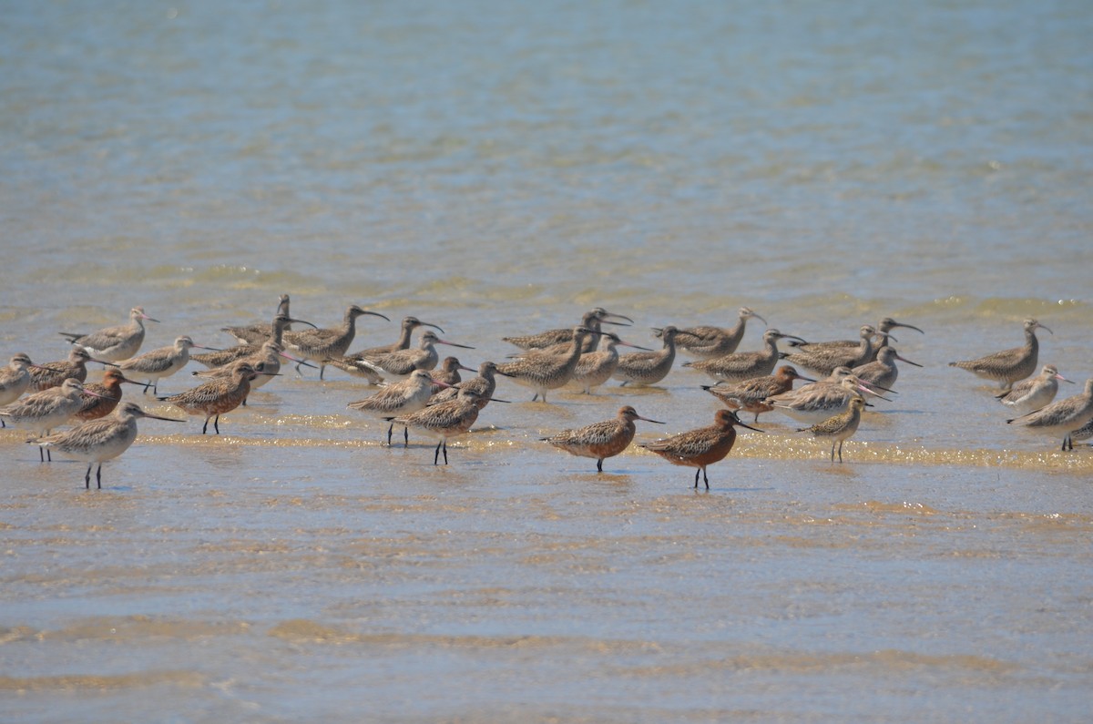 Pacific Golden-Plover - ML145140691