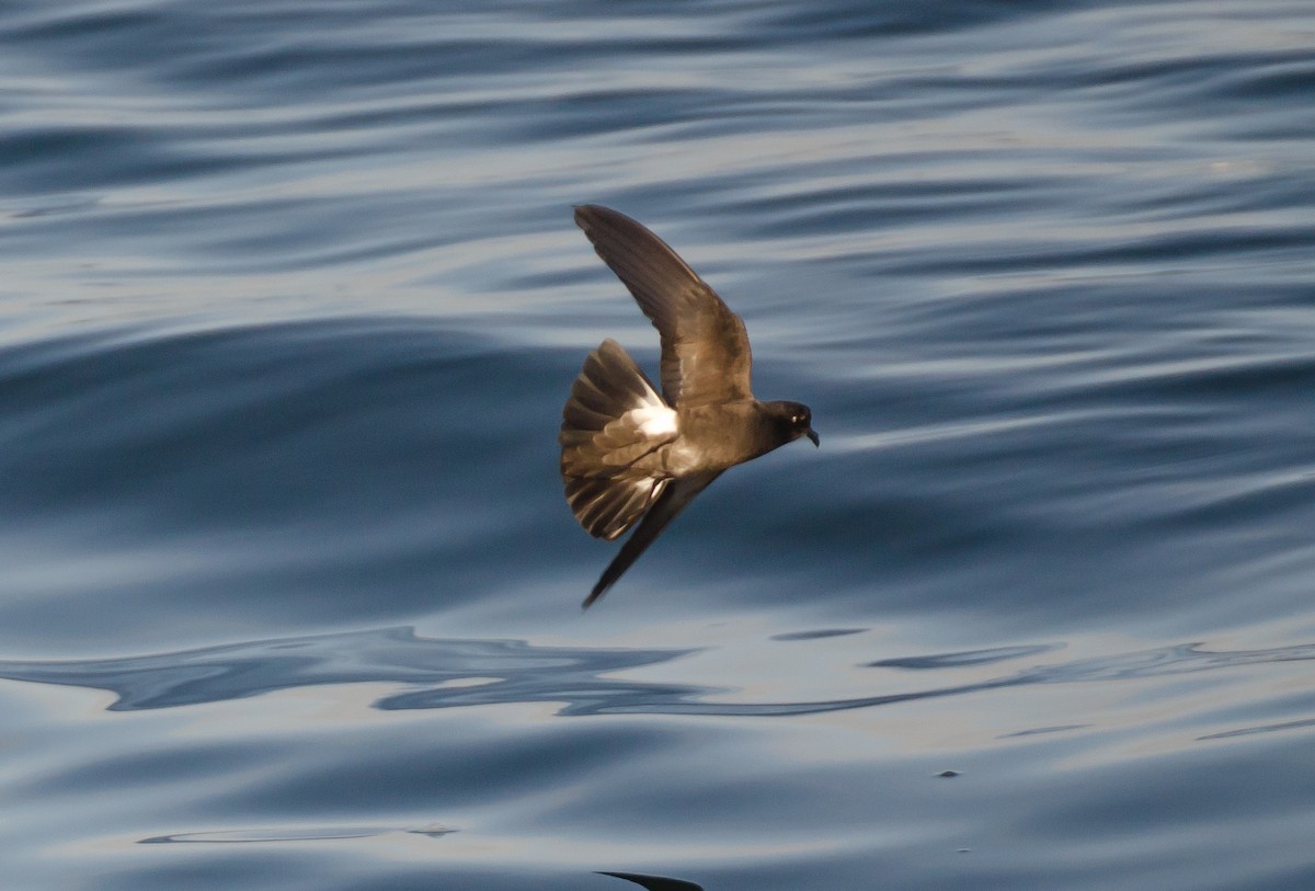 Wilson's Storm-Petrel - ML145140711