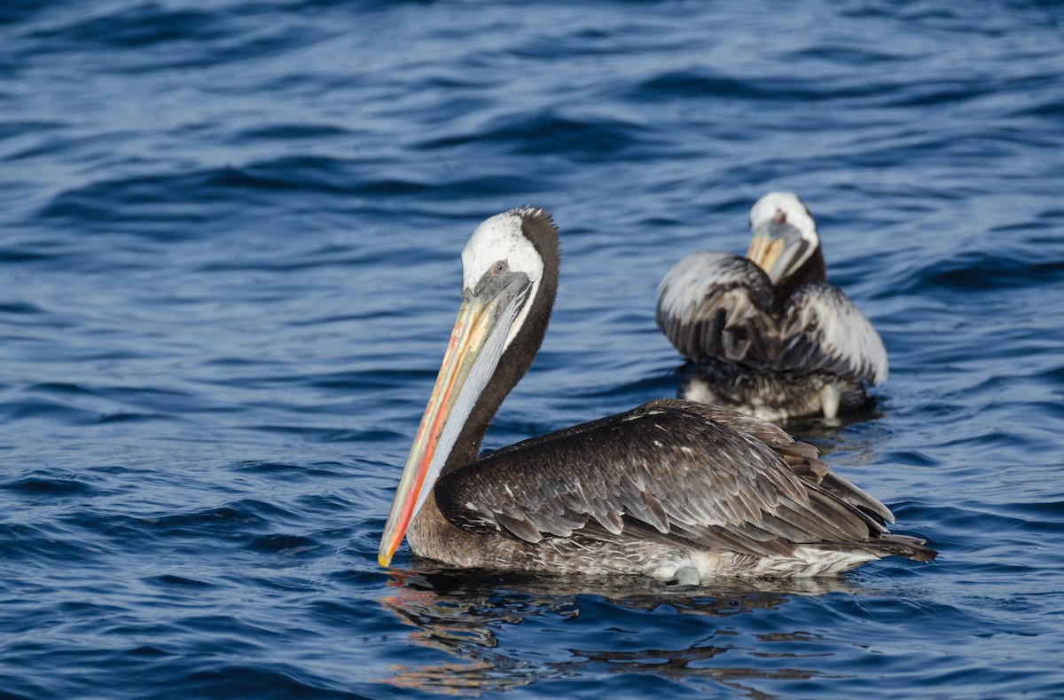 Peruvian Pelican - ML145140781