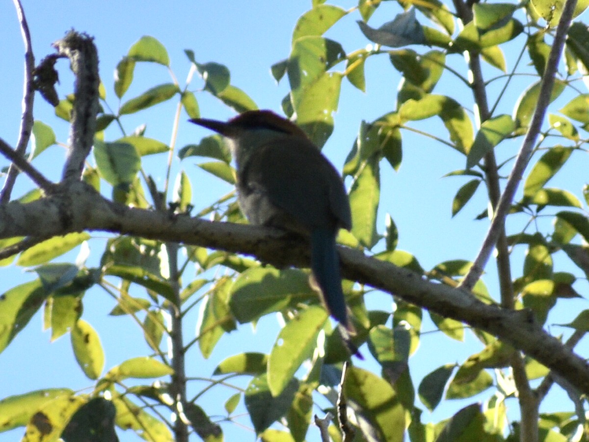 Russet-crowned Motmot - ML145141781