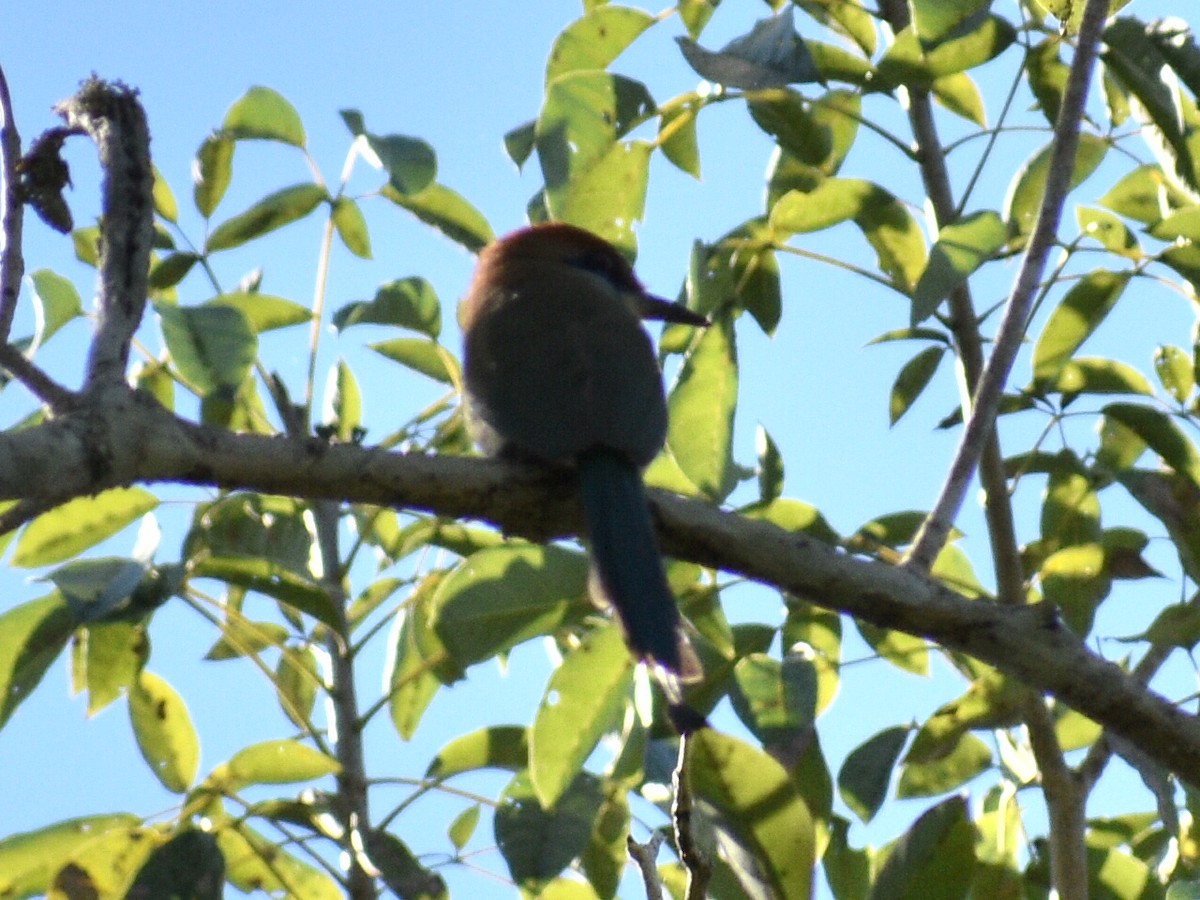 Russet-crowned Motmot - ML145141791