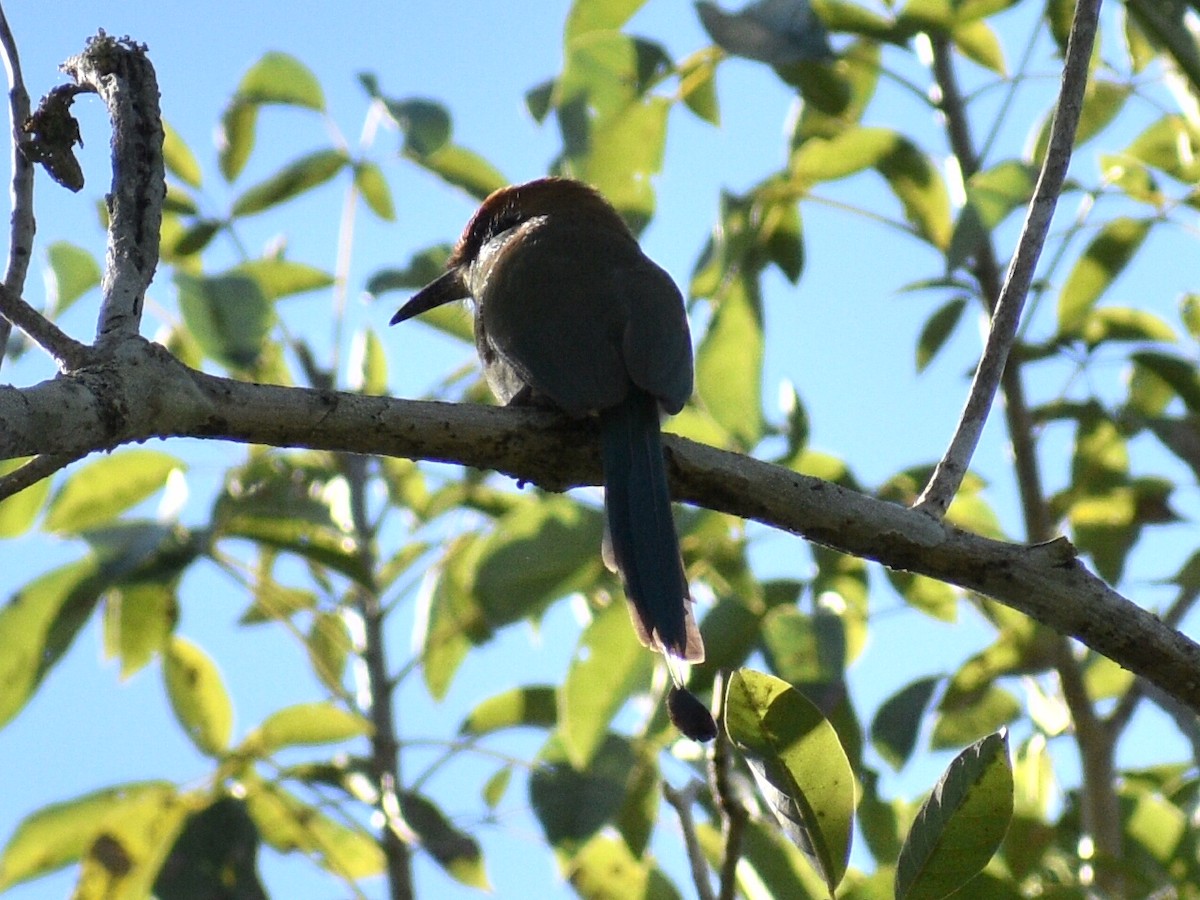 Motmot à tête rousse - ML145141801