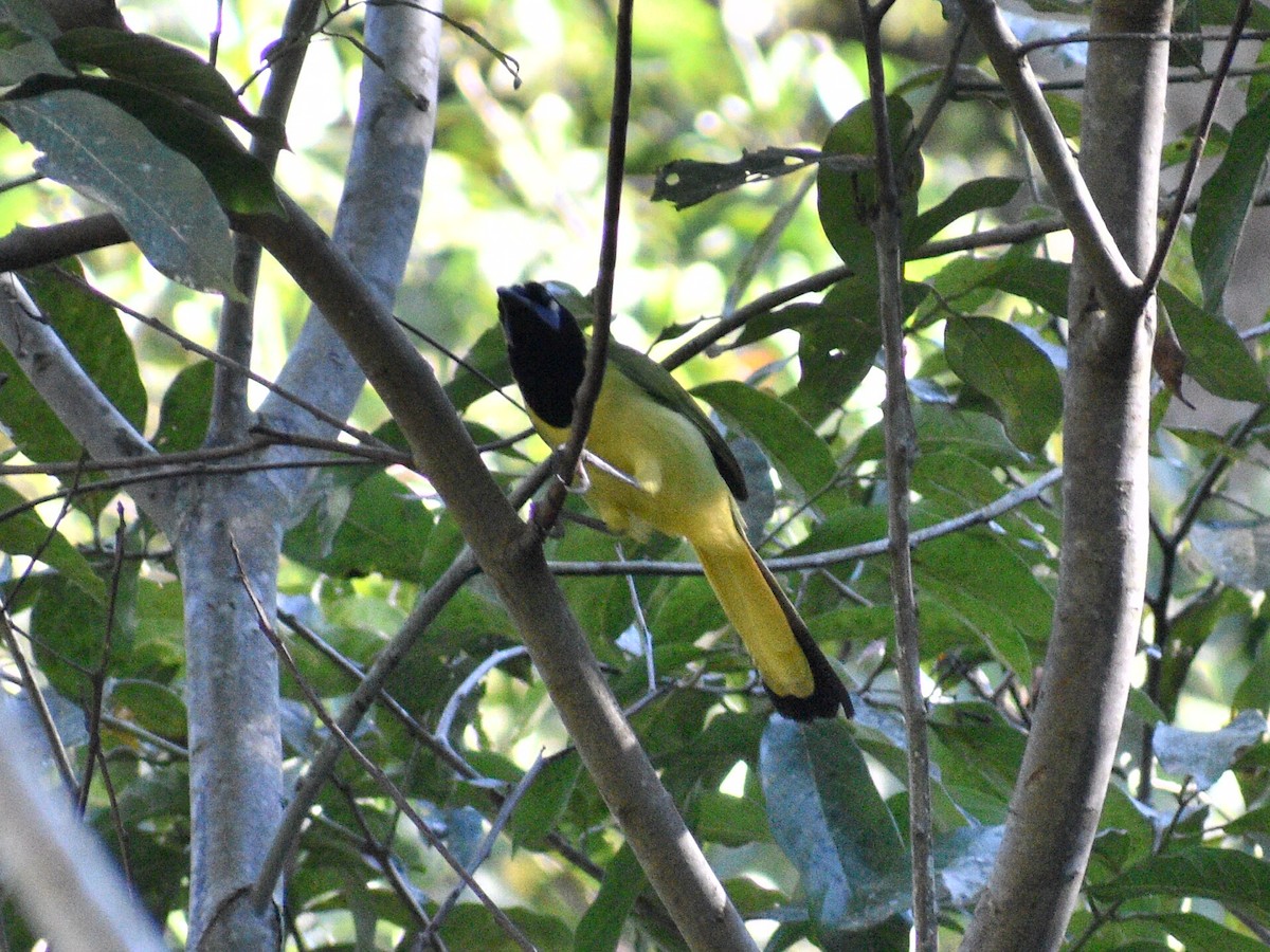 Green Jay - ML145142121