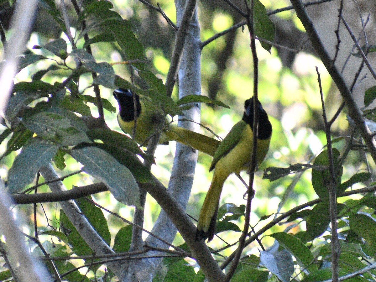 Green Jay - ML145142141