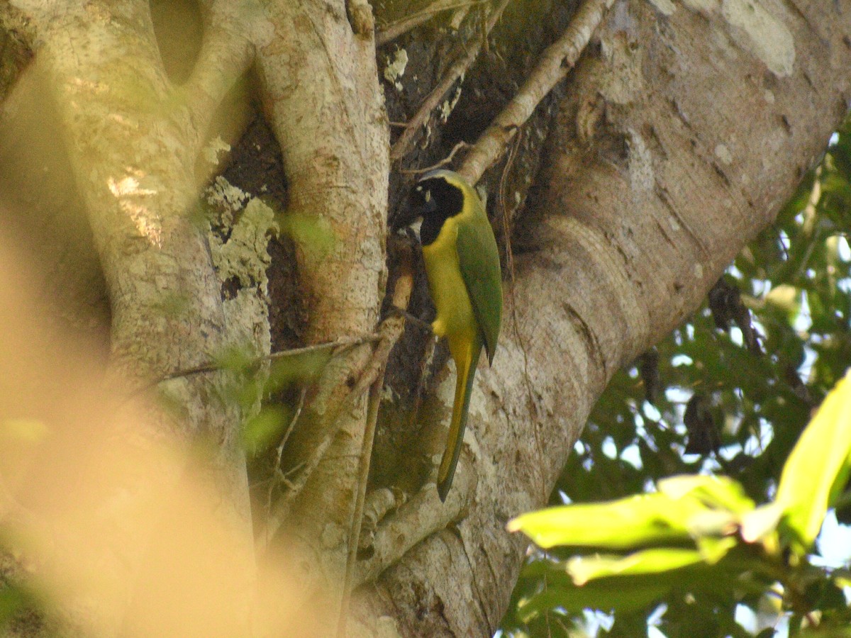 Green Jay - ML145142191