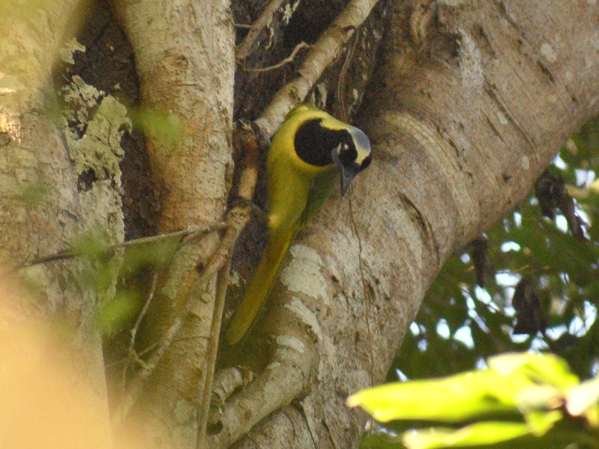 Green Jay - ML145142201