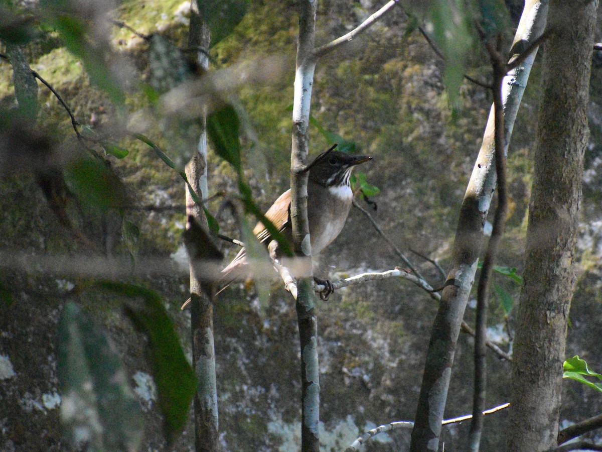 White-throated Thrush - ML145142711