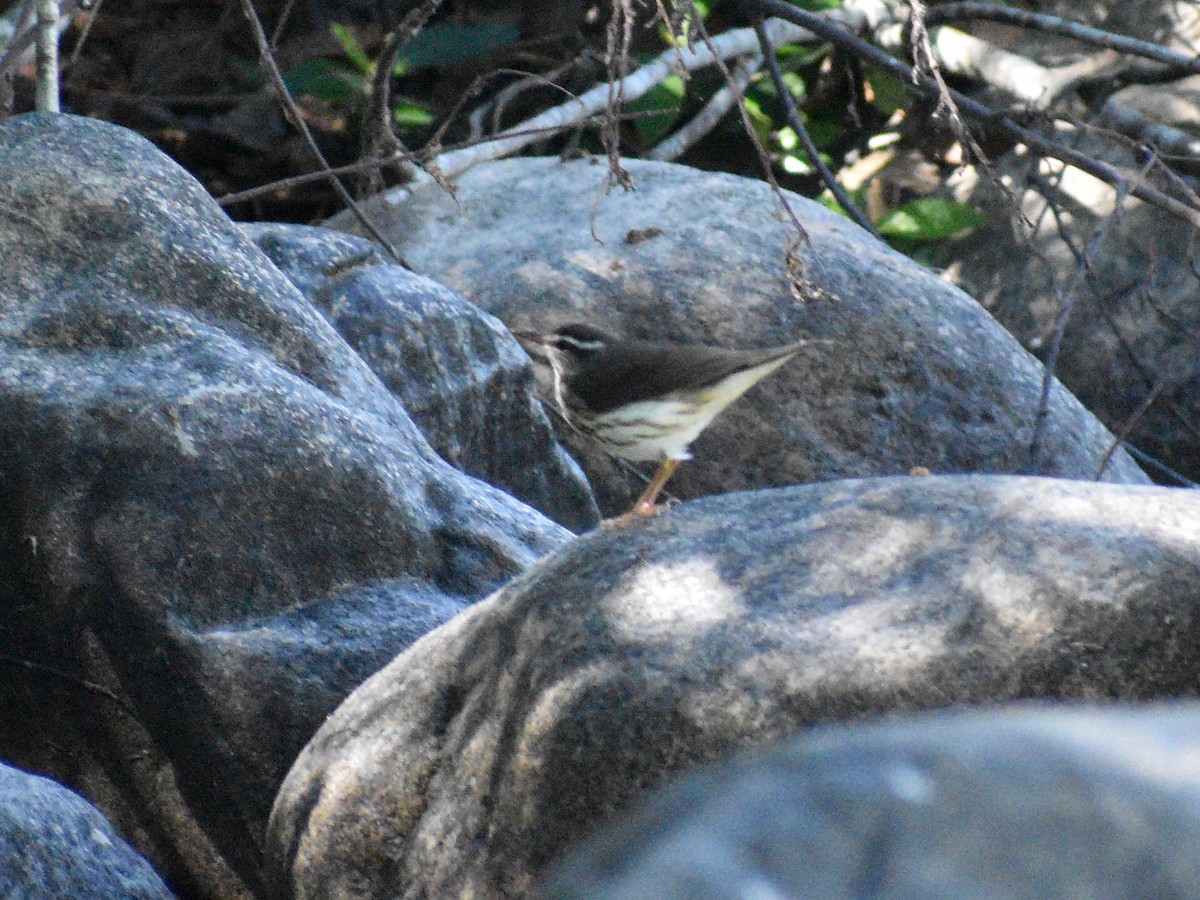 Louisiana Waterthrush - ML145142991