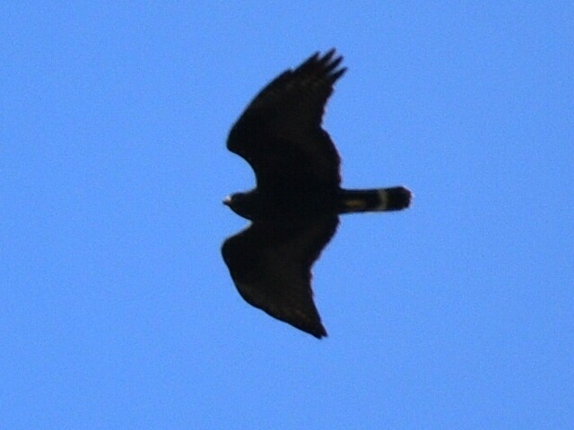 Zone-tailed Hawk - ML145143381